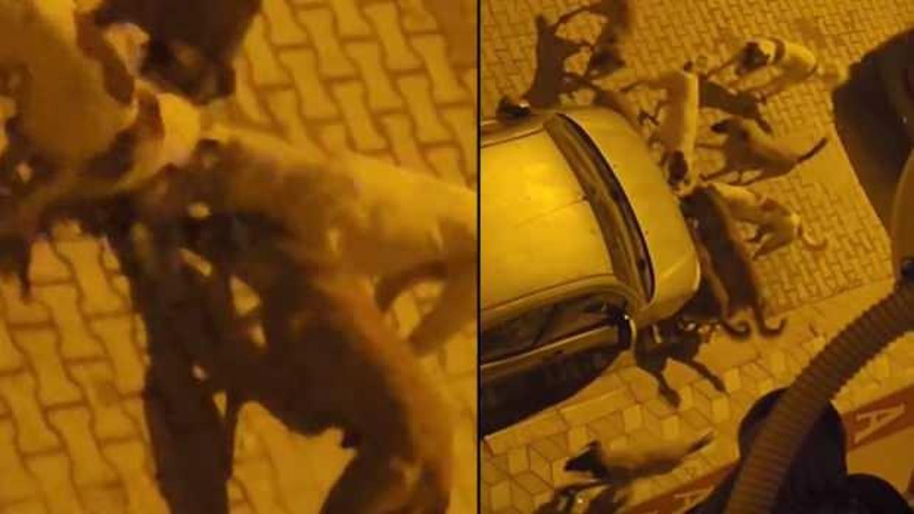 Dehşet görüntüler: Başıboş sokak köpekleri aralarına aldıkları kediyi parçaladı!