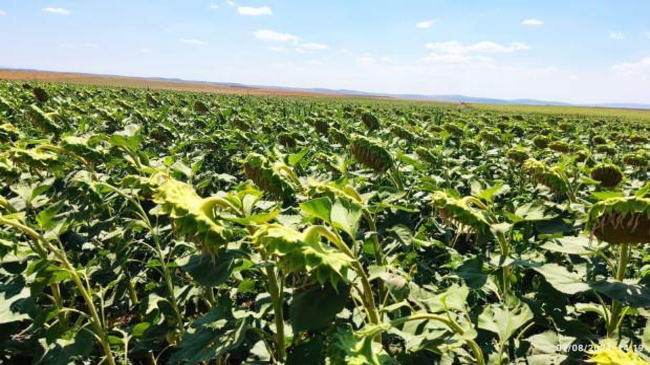 Eskişehir'de devlet destekli ayçiçeği üretiminden çok yüksek verim bekleniyor