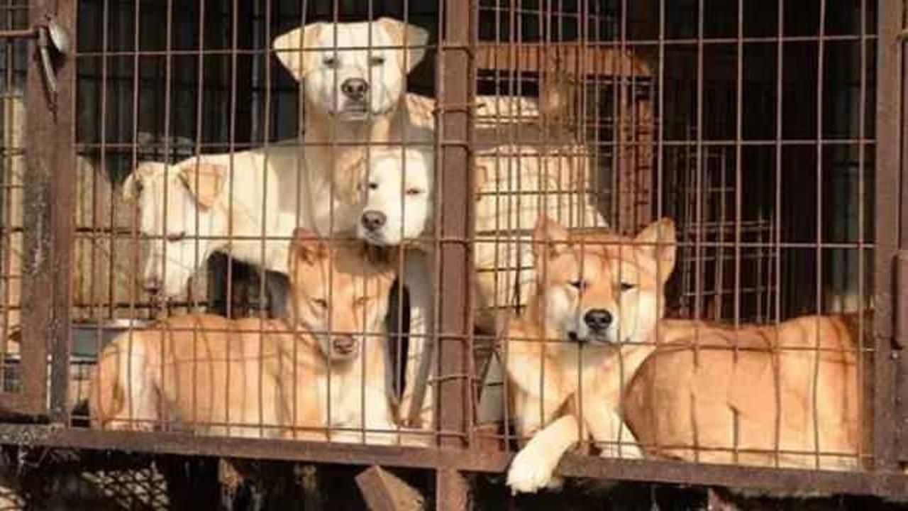 G&uuml;ney Kore'de k&ouml;pek eti yemek resmen yasaklandı