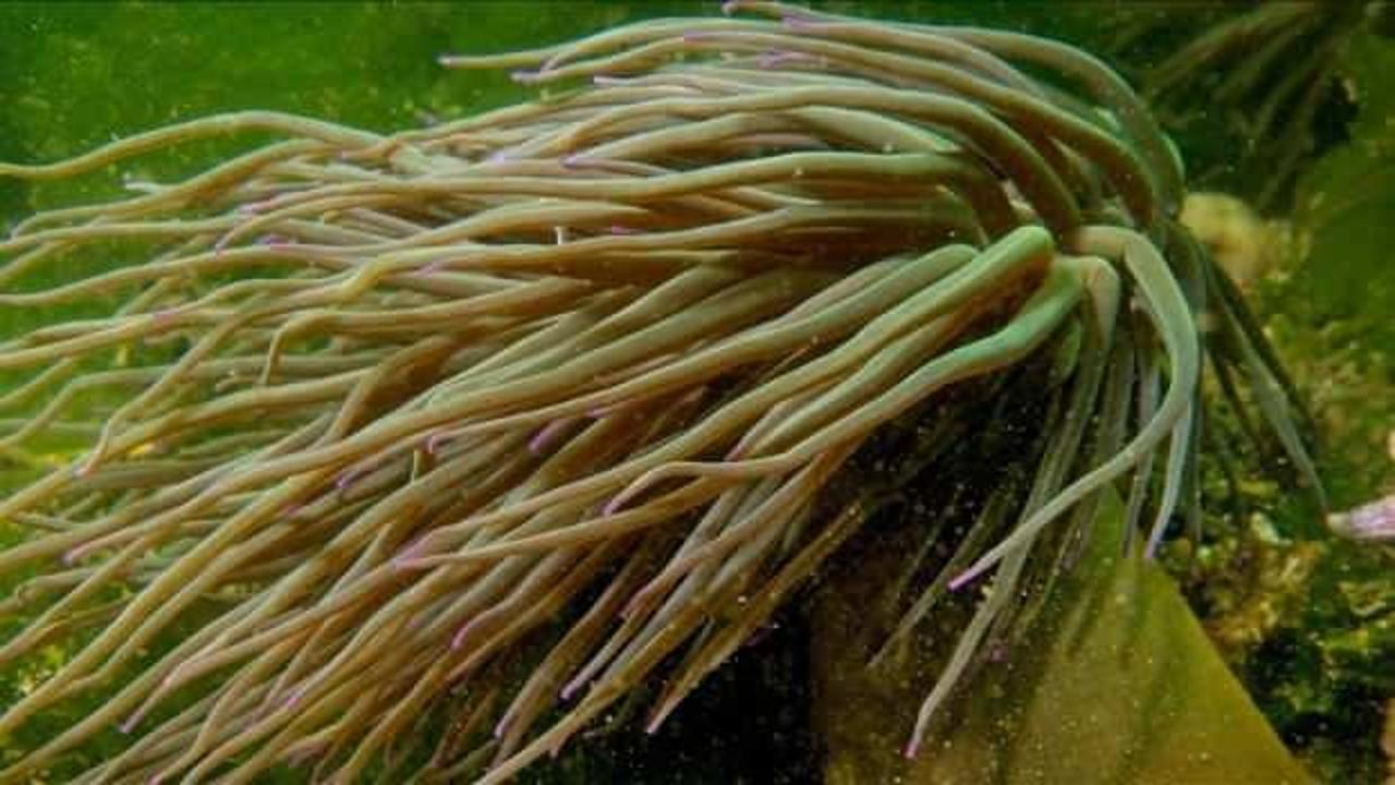 İzmit Körfezi'nde denizin tehlikeli çiçekleri "anemonlar" kayıt altına alındı