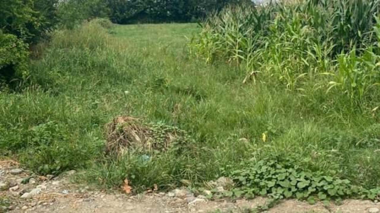 Osmaniye'de tarlada yeni doğmuş bebek bulundu - Haber 7 GÜNCEL