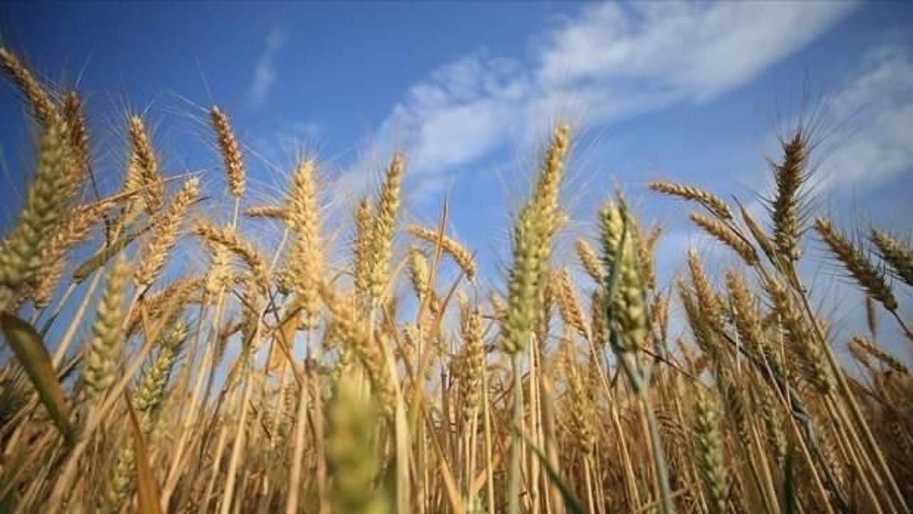 Rusya'nın tarım ürünleri ihracatı yüzde 5,3 azaldı