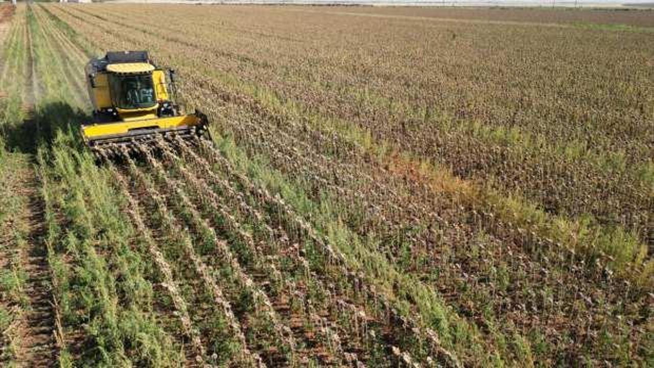 Şanlıurfa'da üretilen sertifikalı ayçiçek tohumu 117 ülkeye ihraç ediliyor