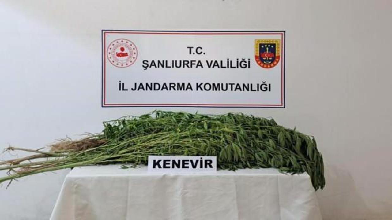 Suruç’ta 169 kök kenevir bitkisi ele geçirildi