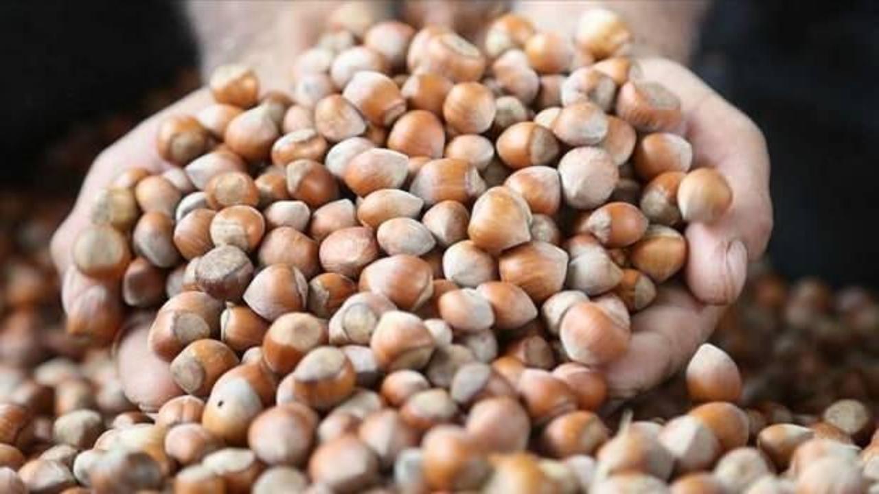 TMO kabuklu fındık alım esaslarını a&ccedil;ıkladı!