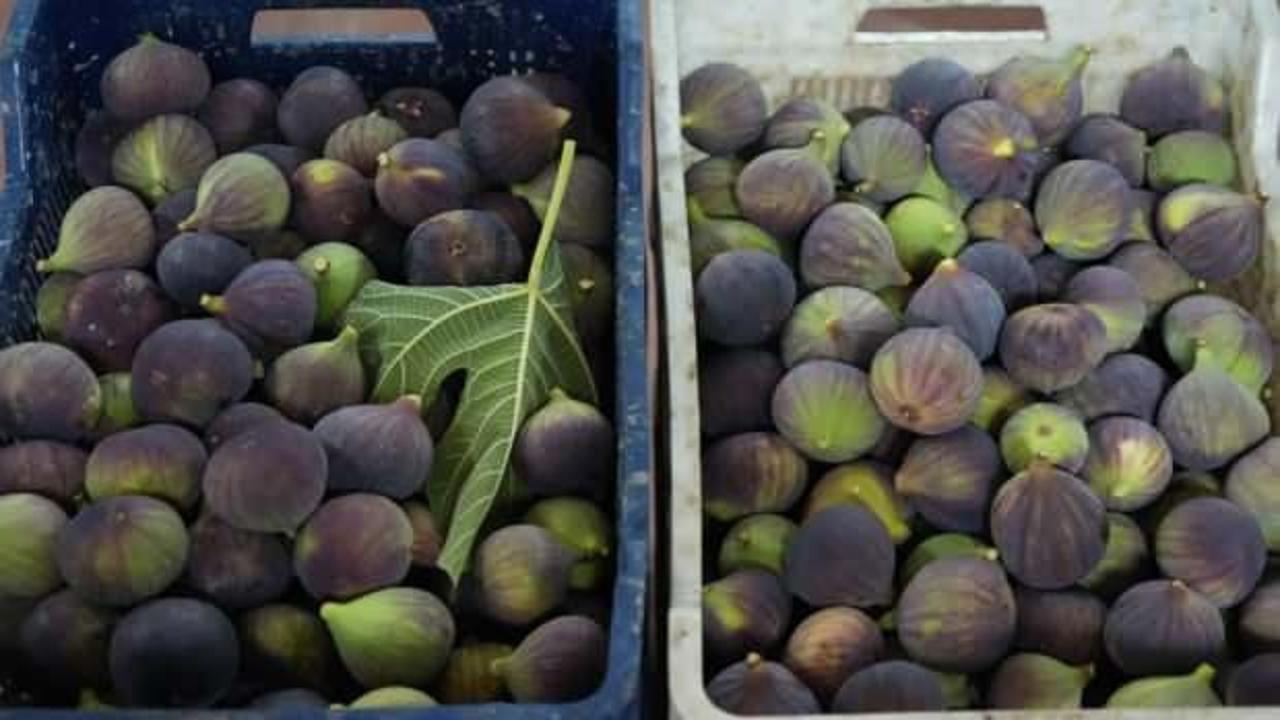 T&uuml;rkiye bu yıl siyah incire doyacak!