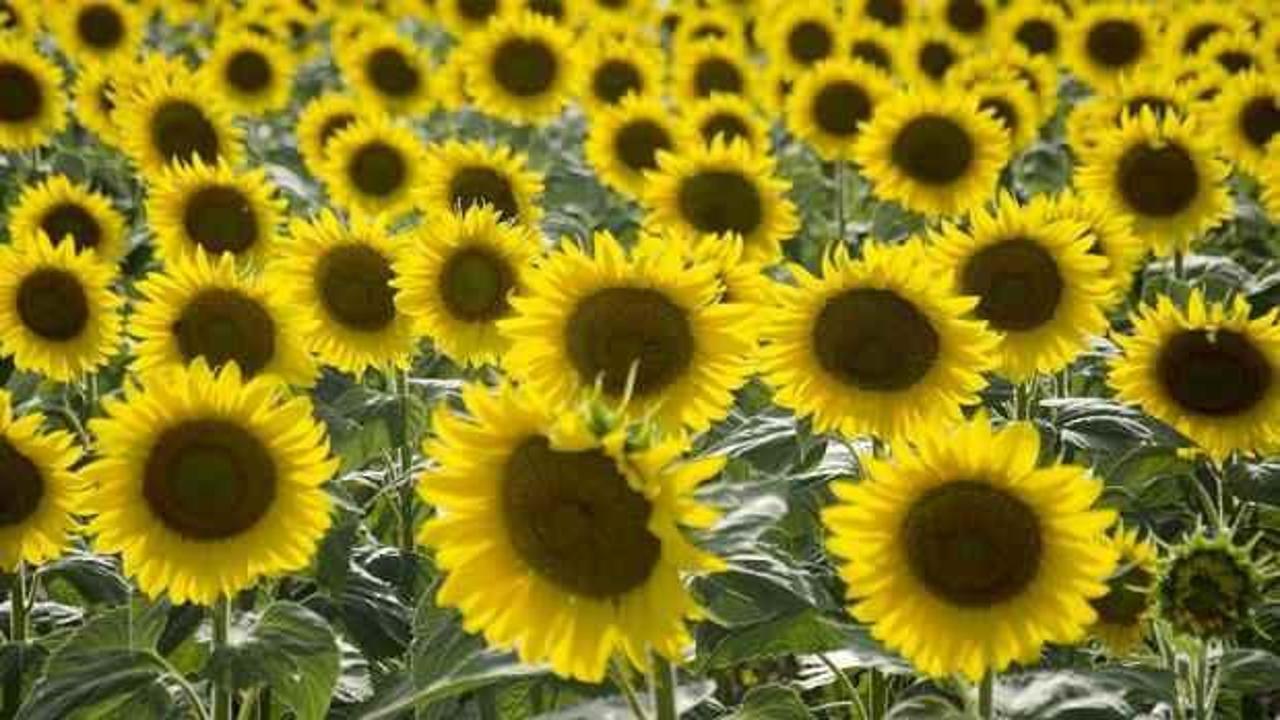 Bakanlıktan ay&ccedil;i&ccedil;ek yağı i&ccedil;in &ouml;nemli karar!