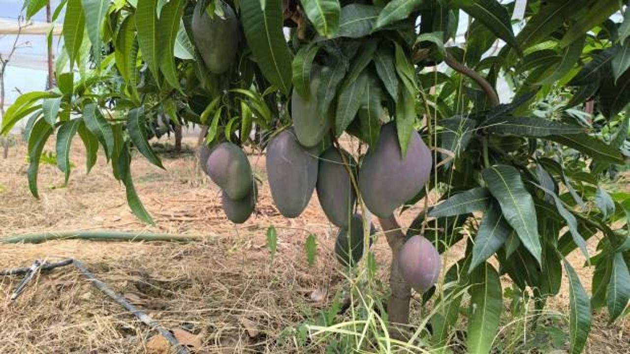 Alanya'da mango hasadı başladı