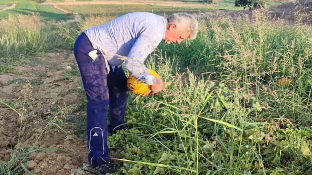 Büyükşehirdeki yöneticilik kariyerinden vazgeçip baba ocağında çiftçi oldu