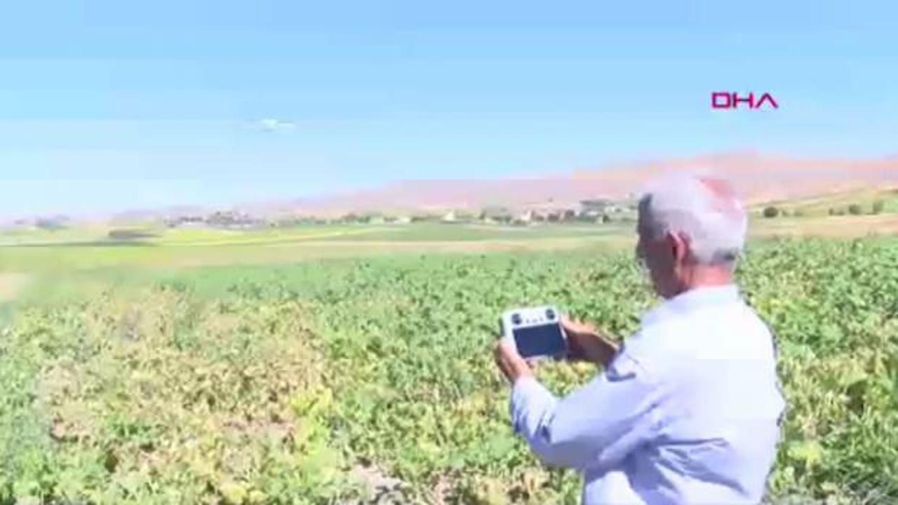 Çiftçiler, yaban domuzlarıyla mücadelede dron kullanıyor