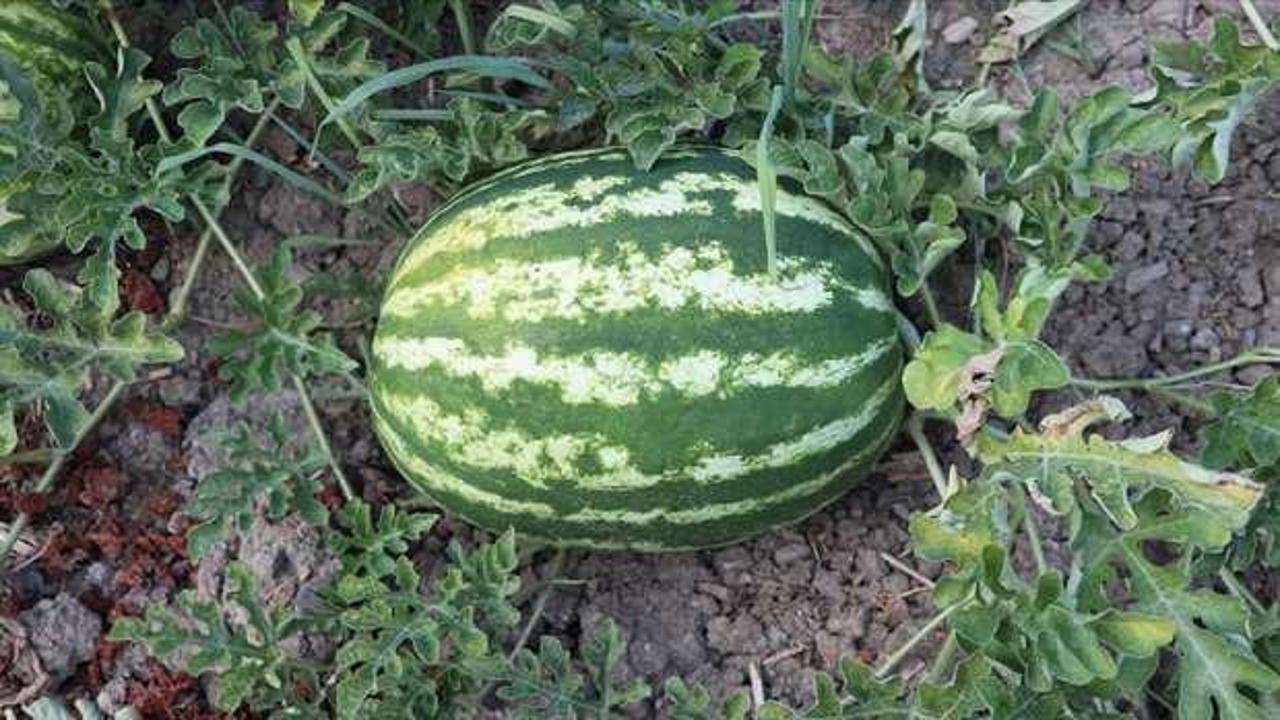 Deneme ama&ccedil;lı yetiştirdiği karpuzları vatandaşlara ikram ediyor