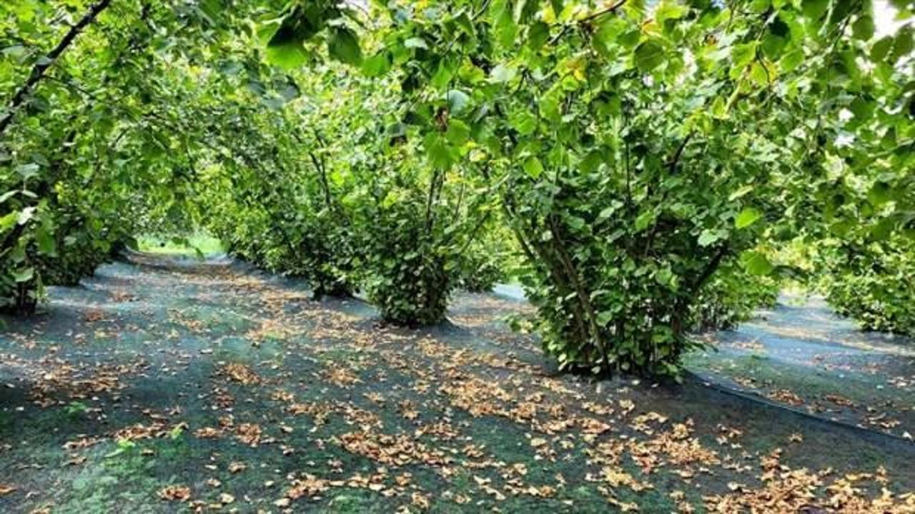 Fındık &uuml;reticileri "hasat filesi" ile maliyeti azaltıyor