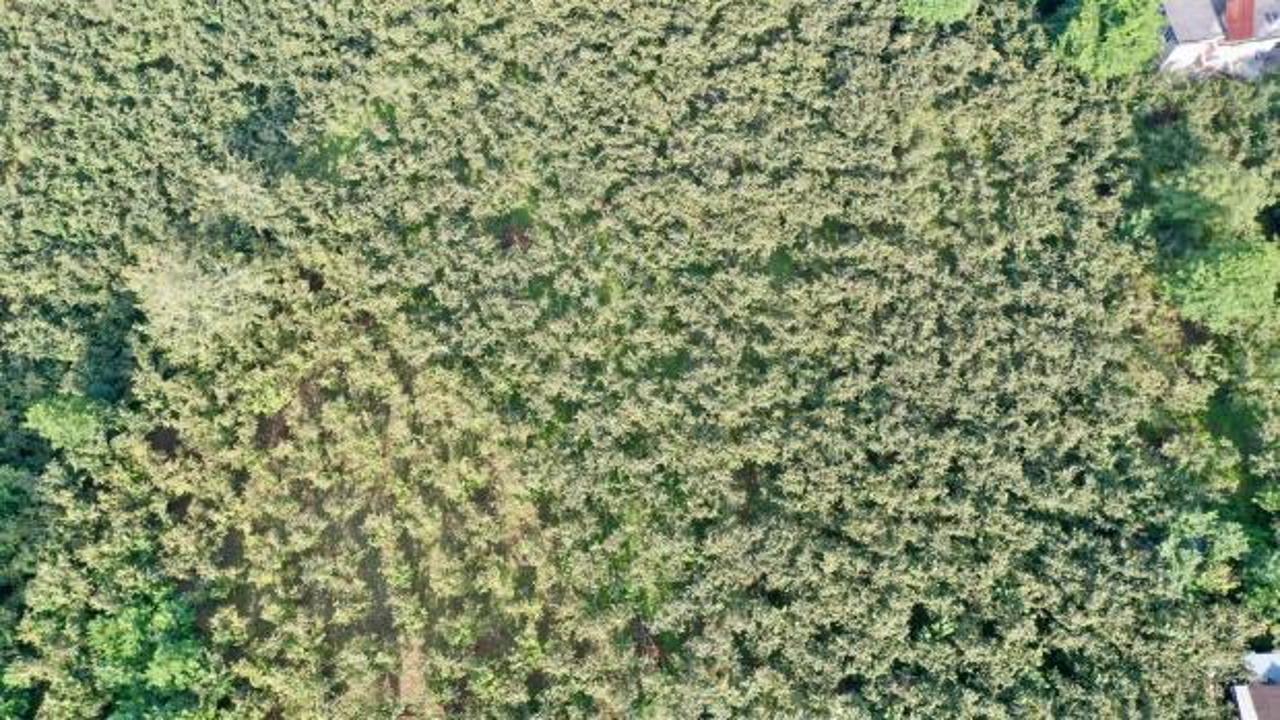 Fındık üreticileri yerden hasat yöntemiyle maliyet ve zamandan tasarruf ediyor