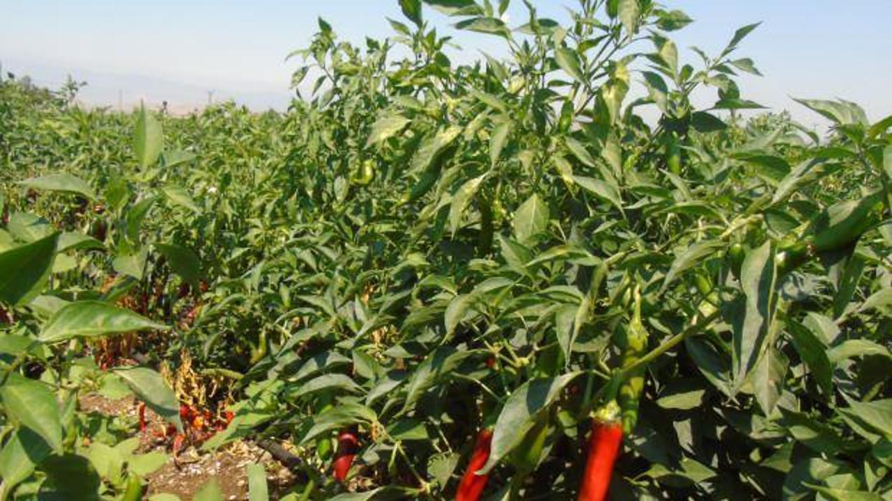 Gaziantep'te sofralık kırmızı biber hasadı başladı