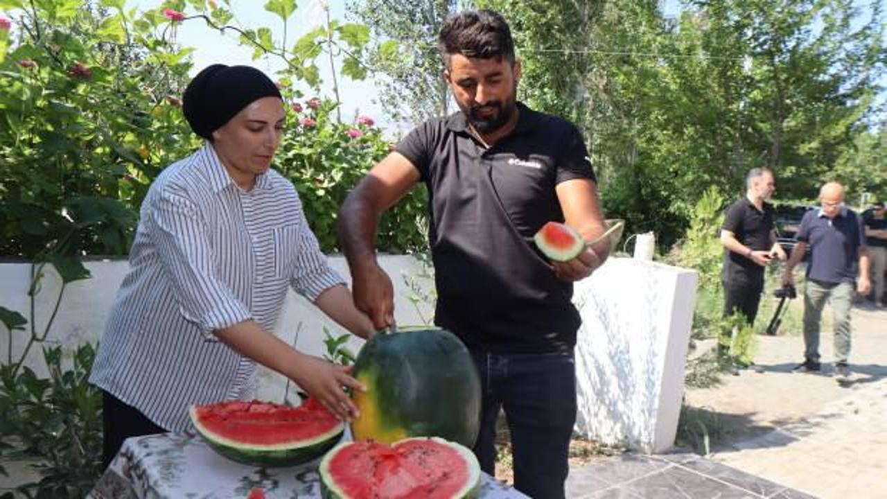Iğdır'da &uuml;retilen karpuzun d&ouml;rd&uuml;nc&uuml; hasadı başladı