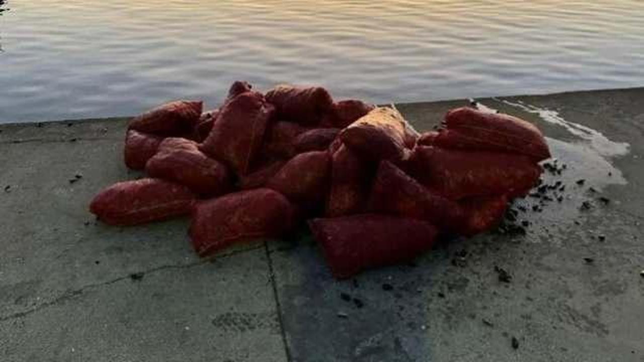 İstanbul'da 1 ton kaçak midye ele geçirildi