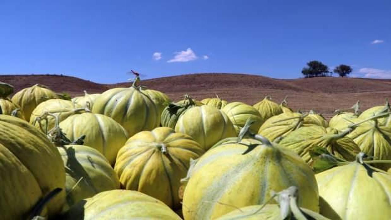 Kızılırmak kavununun pazarının genişletilmesi hedefleniyor