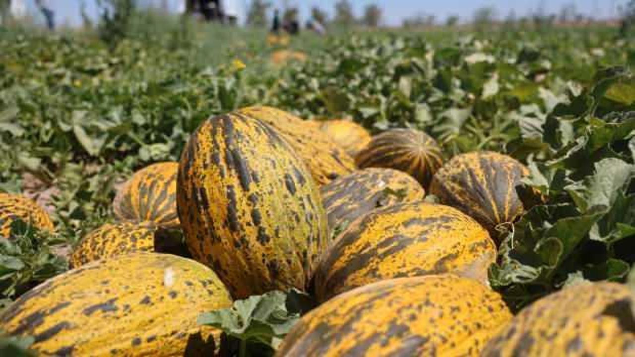 Konya Ovasından lezzetini alan kavunlar, d&uuml;nya pazarlarına da g&ouml;nderiliyor