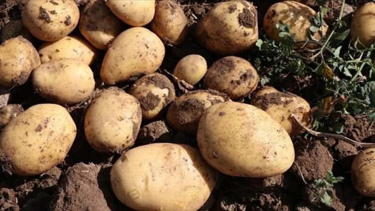 Niğde'de patateste 1 milyon 45 bin ton rekolte bekleniyor