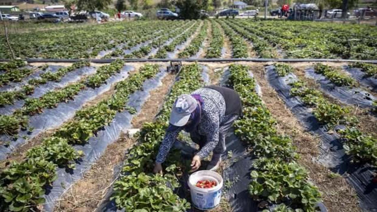 Satın alacakları çileği 1000 rakımdaki tarlada elleriyle topluyorlar