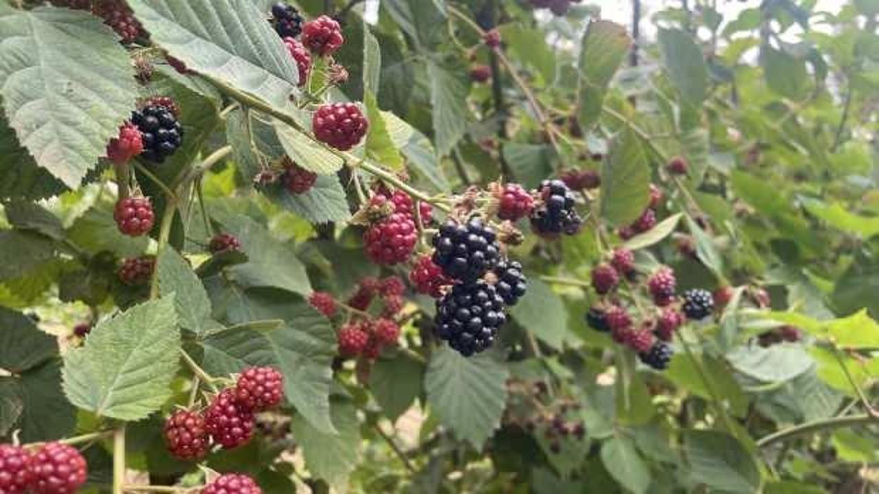 Uludağ'ın eteklerinde yetişen ahududu ve böğürtlenler kadınların gelir kapısı oldu