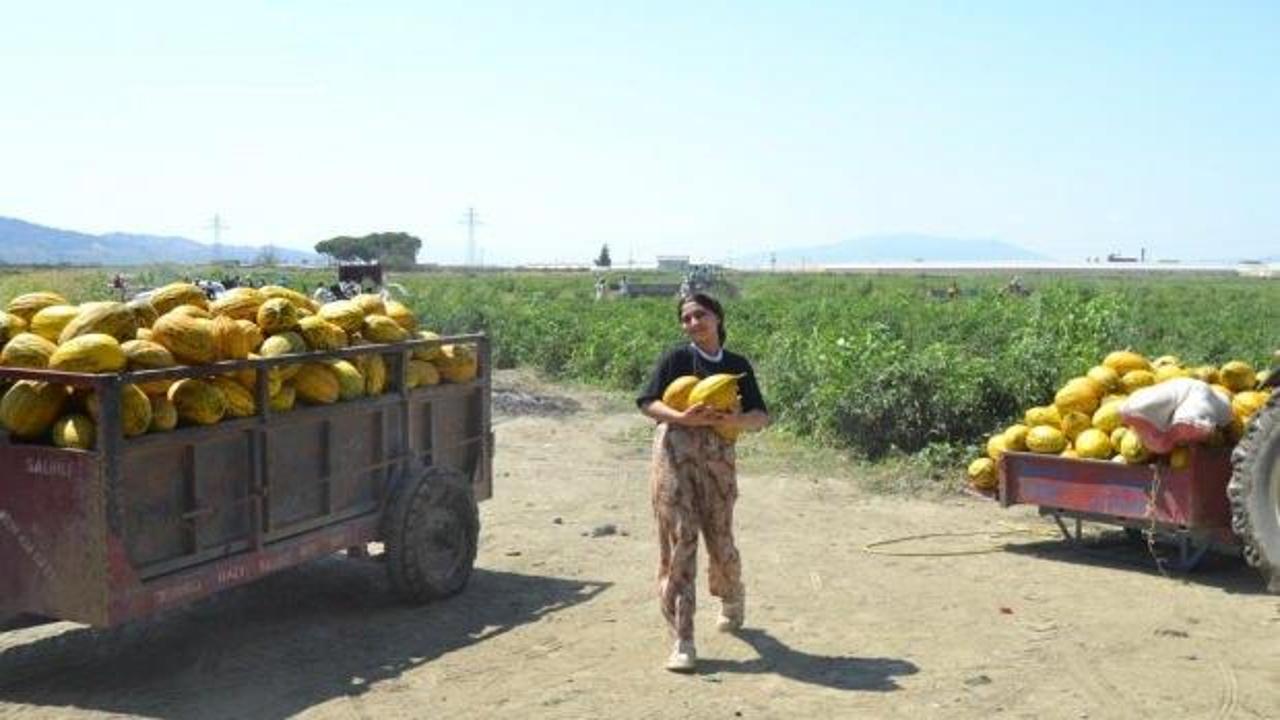 &Uuml;retici 600 ton kavun ve karpuzu &uuml;cretsiz dağıttı!