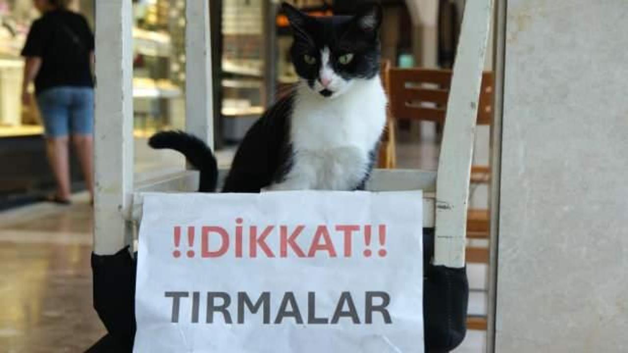 Adana'nın asabi kedisi Kuyumcular &Ccedil;arşısı'nda korku salıyor!