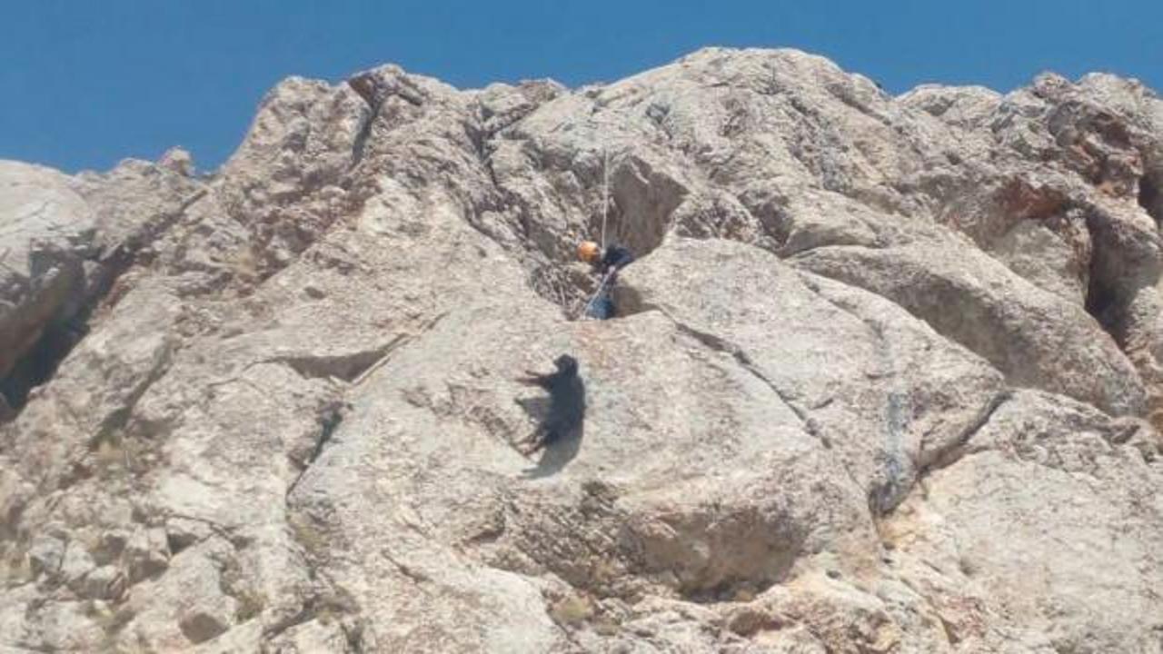 Ağrı'daki yaramaz ke&ccedil;iler kurtarıldı