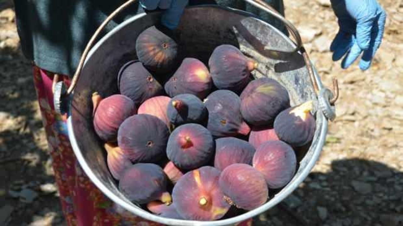Antalya'da incir dalları y&uuml;k&uuml;n&uuml; bırakıyor: Hasat sezonu a&ccedil;ıldı