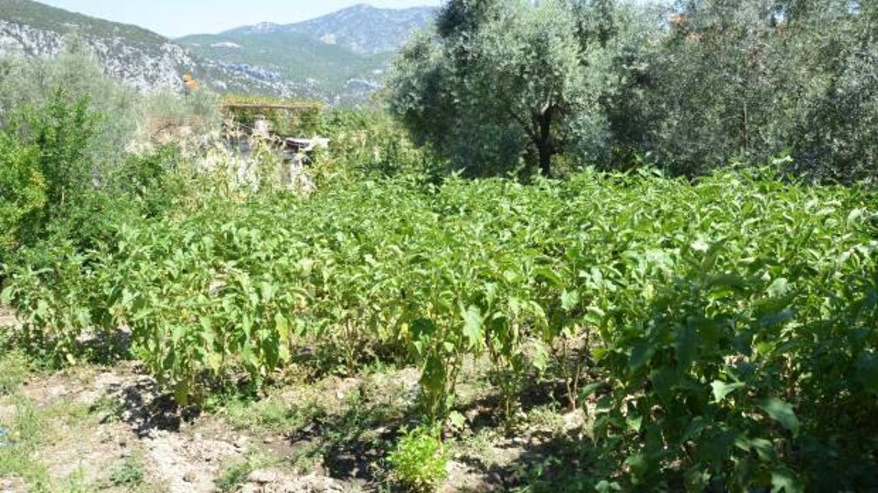 Antalyalı &ccedil;ift&ccedil;i ata tohumlarıyla 52 santimetre boyunda patlıcan yetiştirdi