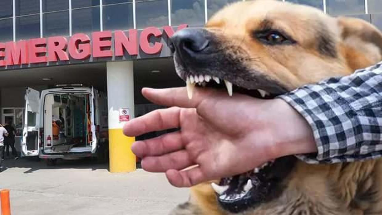 Bah&ccedil;ede oturan yaşlı kadına başıboş k&ouml;pekler saldırdı