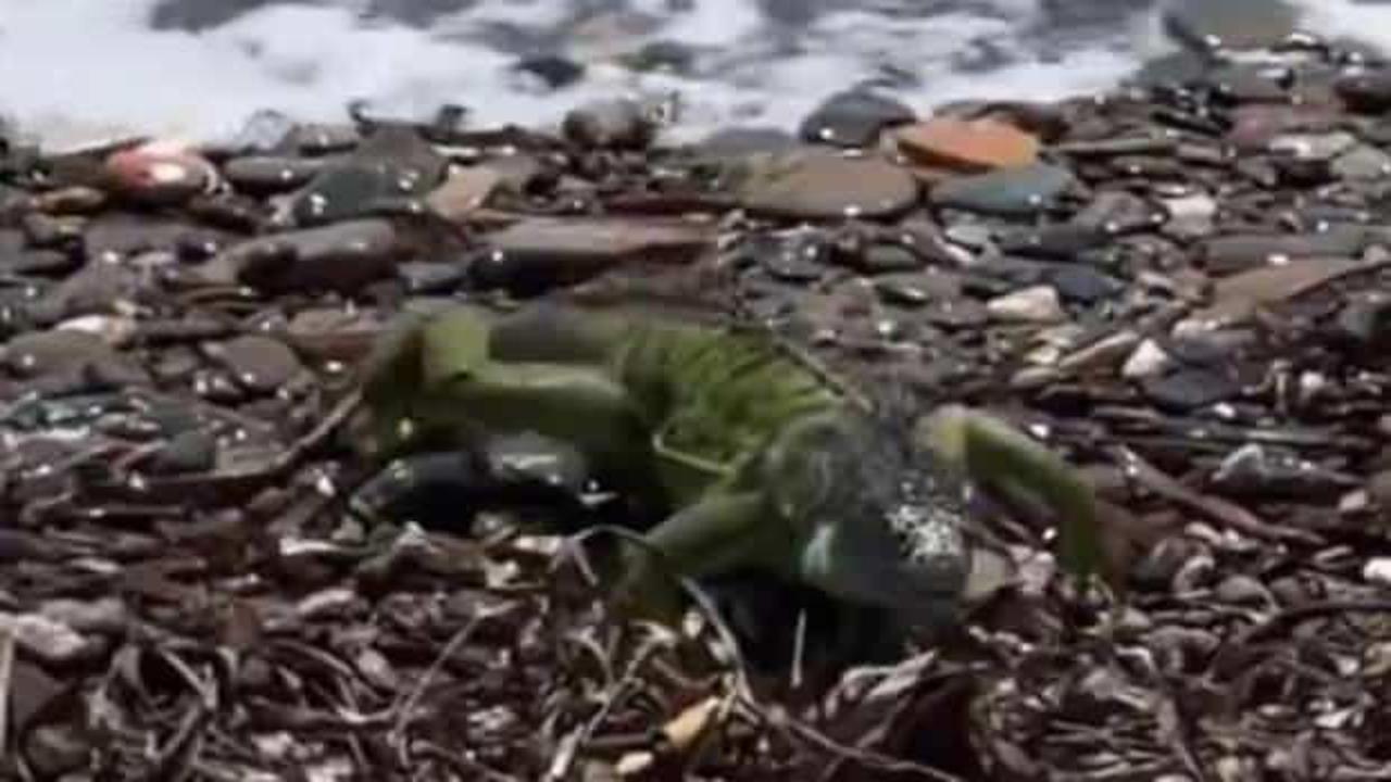 Bazı sosyal medya hesaplarının komodo ejderi diye sunduğu hayvan Yeşil iguana &ccedil;ıktı