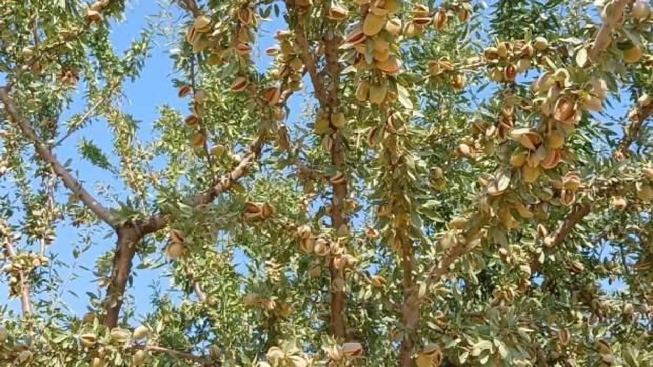 Bereketli badem hasadı &ccedil;ift&ccedil;inin y&uuml;z&uuml;n&uuml; g&uuml;ld&uuml;rd&uuml;