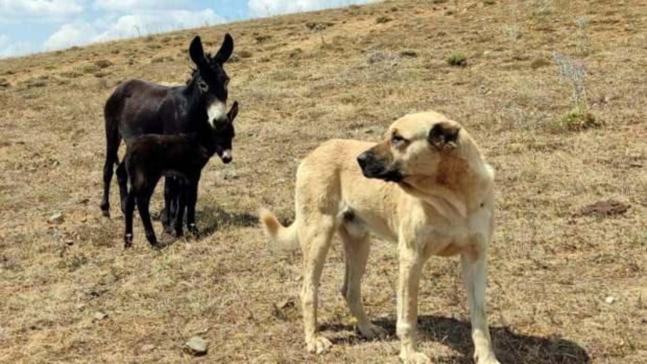 Bu ikinci oldu! ‘Kral' bu kez de doğum yapan eşeği yalnız bırakmadı