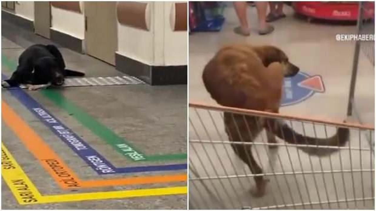 Hijyen sebebiyle tepki &ccedil;ekiyordu, marketler başıboş k&ouml;pekler i&ccedil;in harekete ge&ccedil;ti!