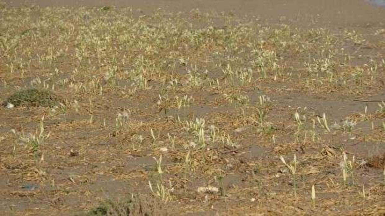 İlk kum zambakları &ccedil;i&ccedil;ek a&ccedil;tı: Koparmanın cezası 387 bin TL!