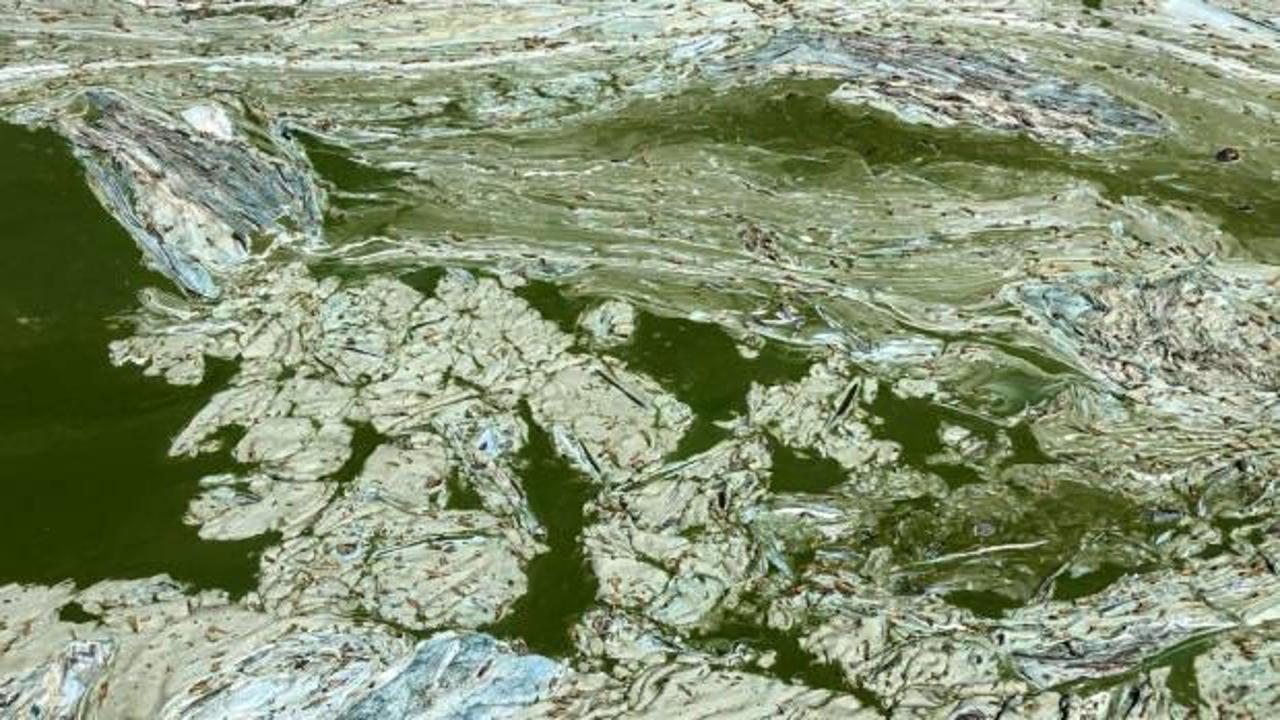 Eğirdir G&ouml;l&uuml;'nde m&uuml;silaj alarmı!