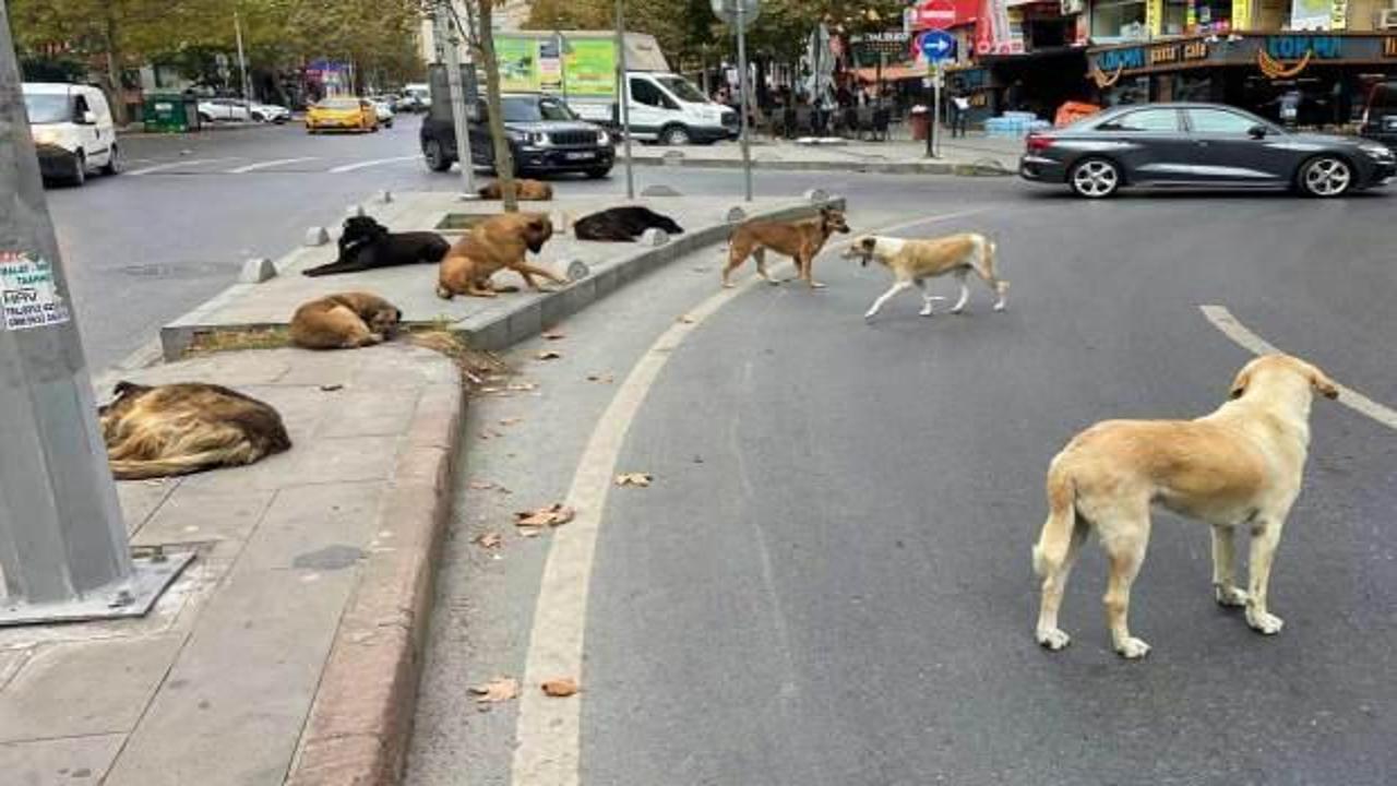İstanbul'da başıboş k&ouml;pekten ka&ccedil;arken d&uuml;şen &ccedil;ocuk yaralandı