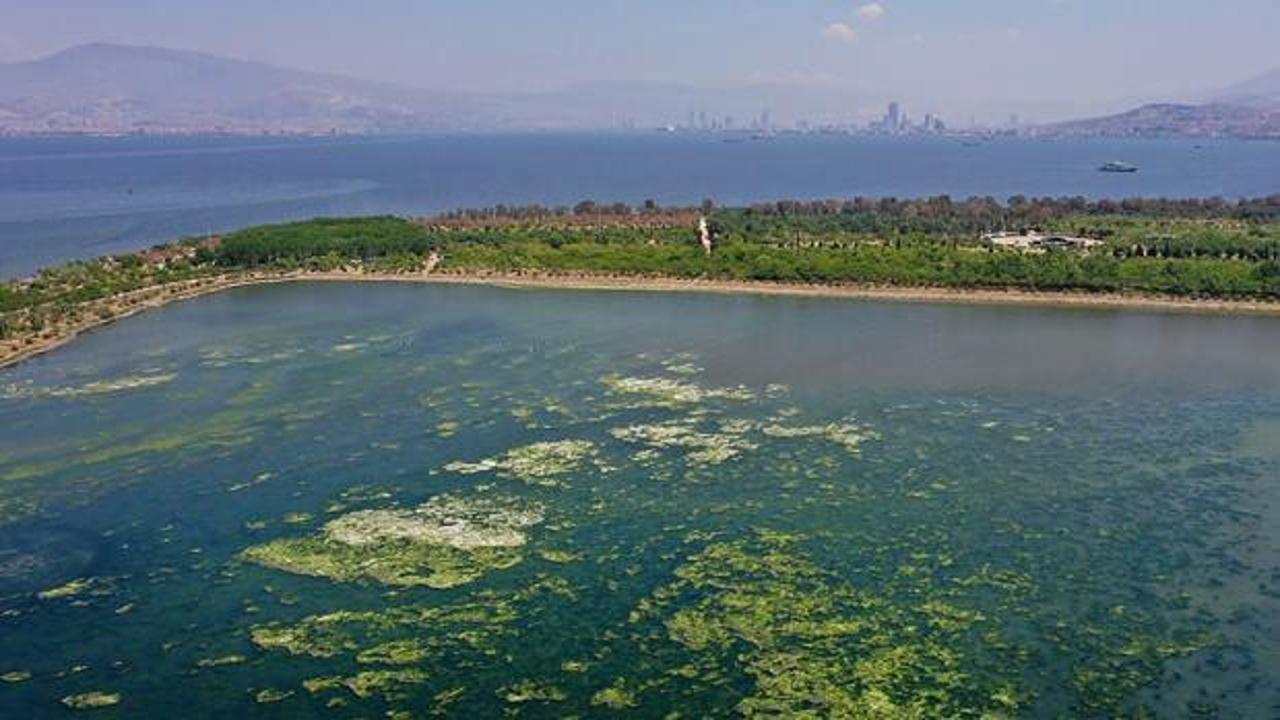 İzmir K&ouml;rfezi'nde k&ouml;t&uuml; koku ve balık &ouml;l&uuml;mleri: Belediyeden a&ccedil;ıklama