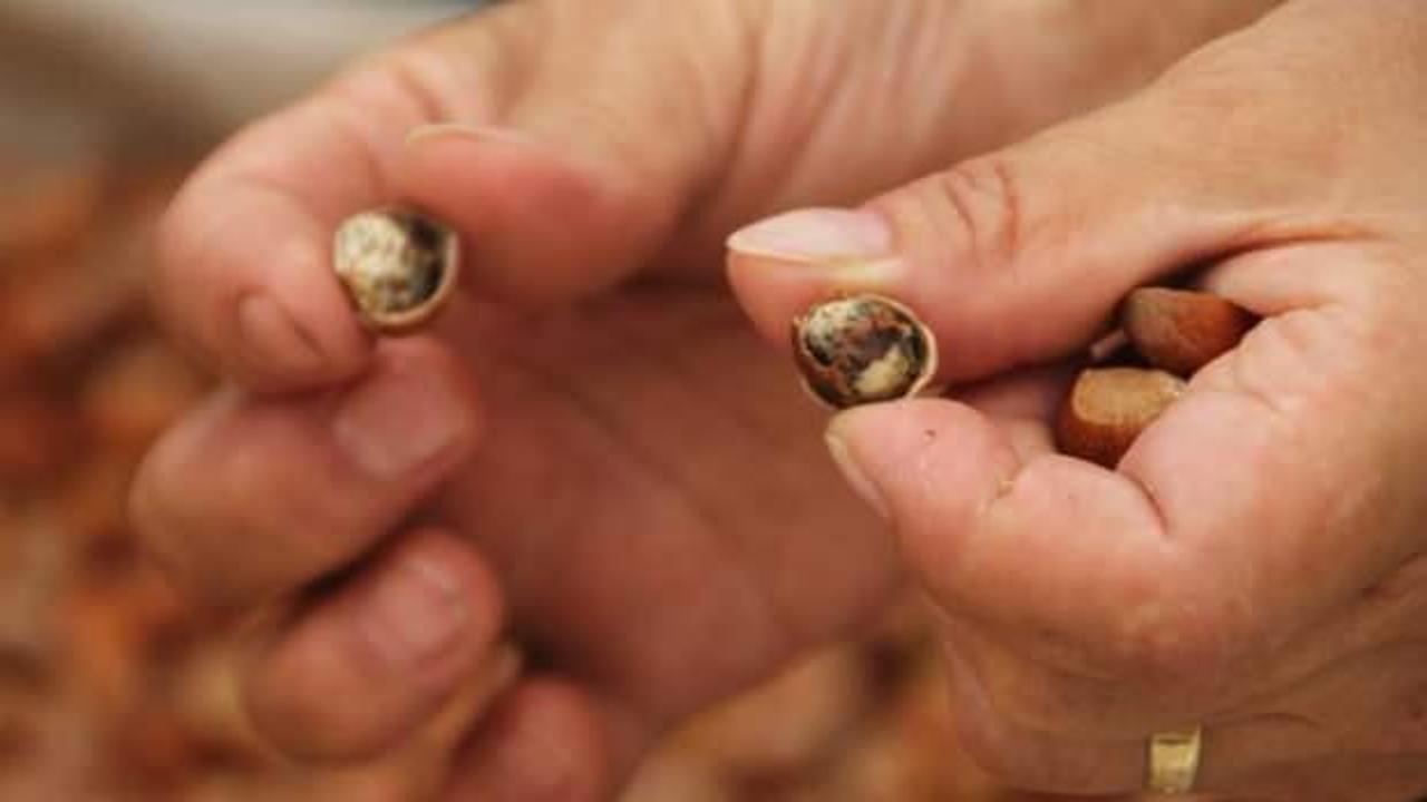 Kahverengi kokarca fındığı vurdu