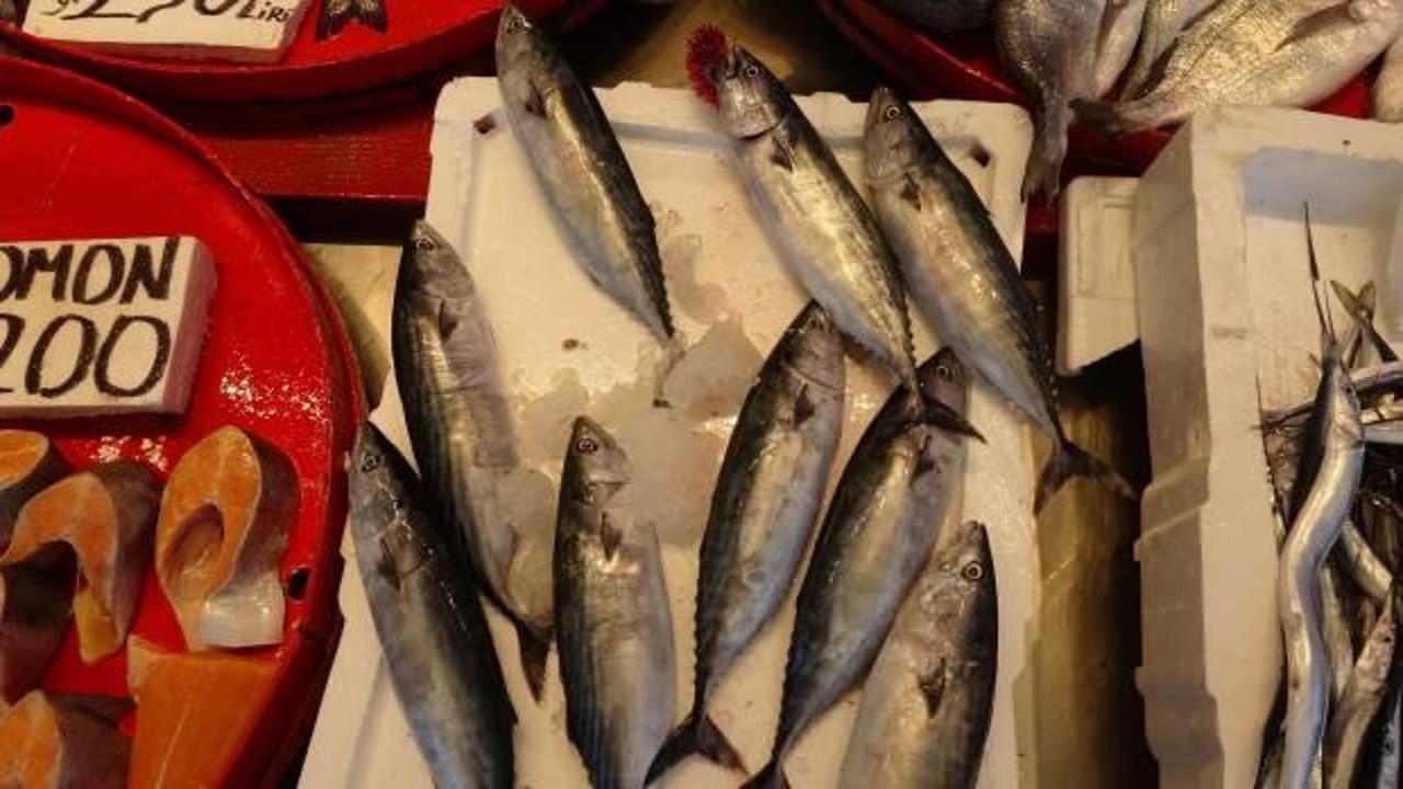 Karadeniz'de palamut bereketi