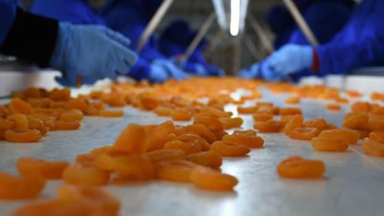 Kayısıda bu sezon hedef 750 milyon dolar ihracat geliri