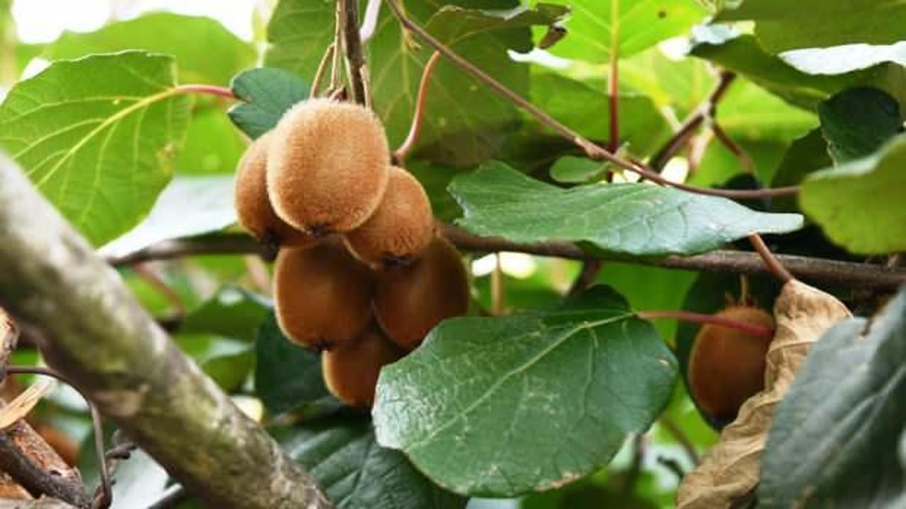 Lapseki'de meyve &uuml;retiminde alternatif kivi yetiştiriciliği denemesi başarılı oldu