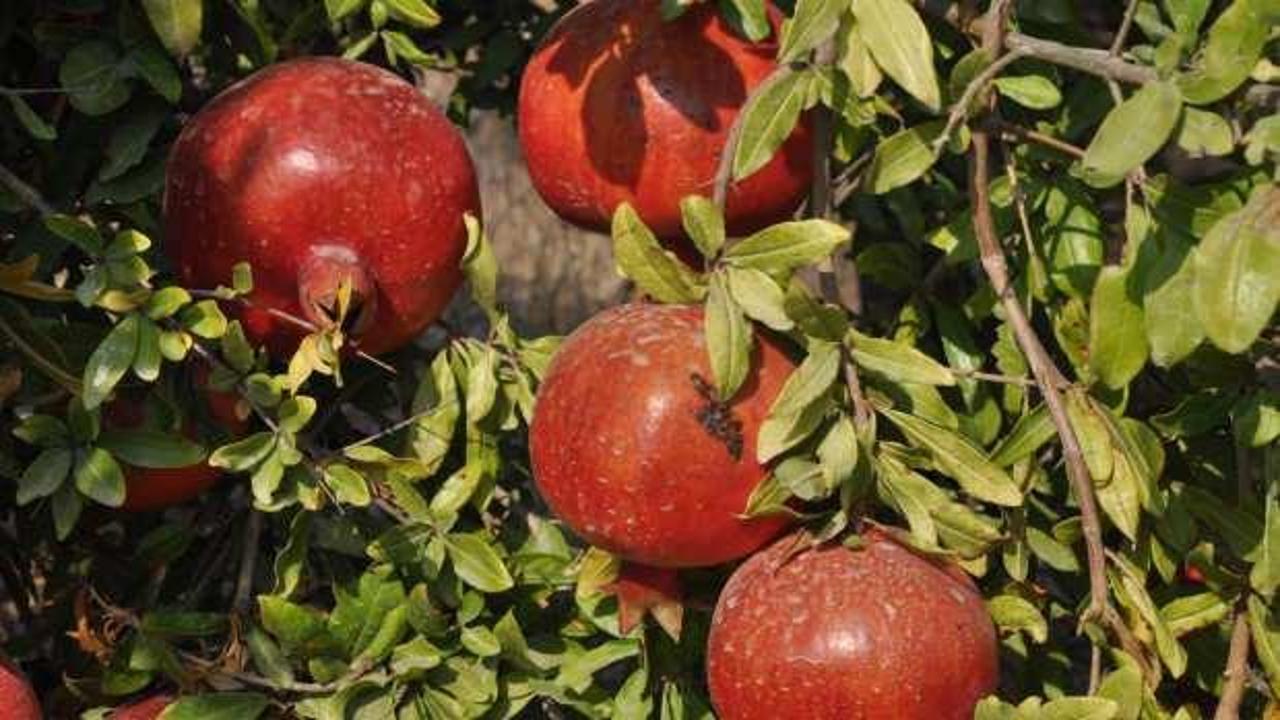 Mersin'de nar &uuml;reticisinin hasat mesaisi başladı