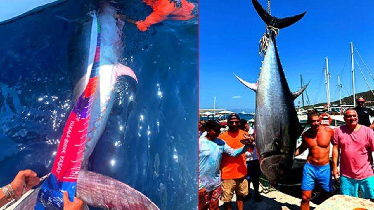 Oltaya balık değil, dev takıldı: Tam 370 kilo...