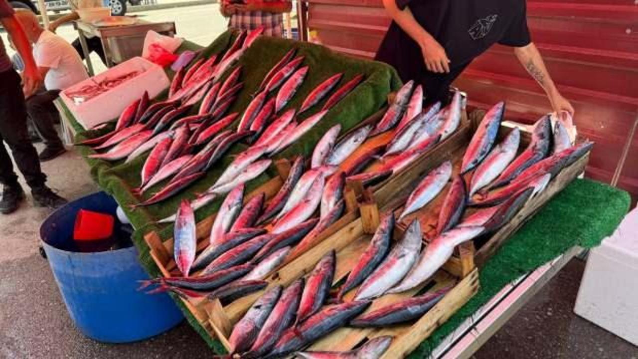 Palamut 100 liradan g&ouml;r&uuml;c&uuml;ye &ccedil;ıktı!