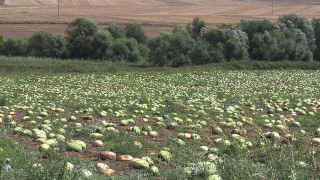 Tekirdağ'da karpuzları dolu vurdu, &ccedil;ift&ccedil;i perişan!
