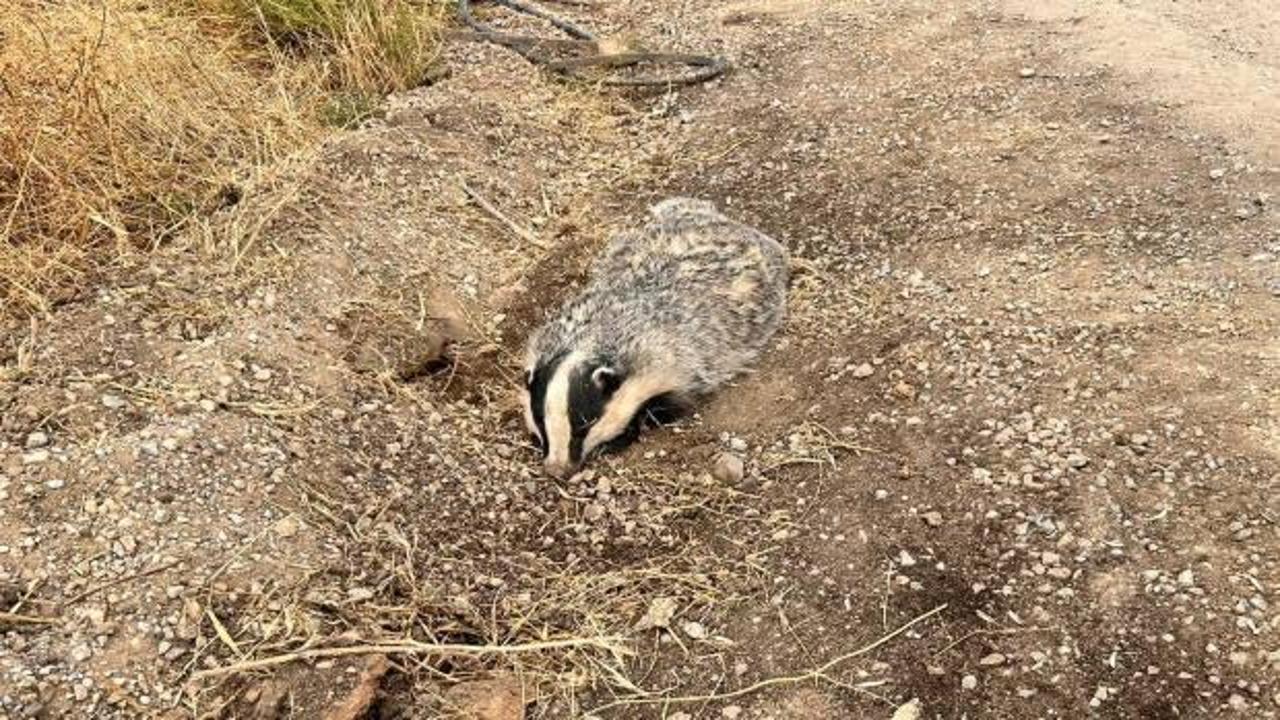 T&uuml;rkiye'de nadir g&ouml;r&uuml;len hayvan yaralı halde bulundu
