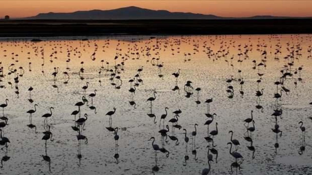 Tuz G&ouml;l&uuml;'nde bu yıl toplu flamingo &ouml;l&uuml;m&uuml; olmadı, 4 bin 300 yavru tespit edildi