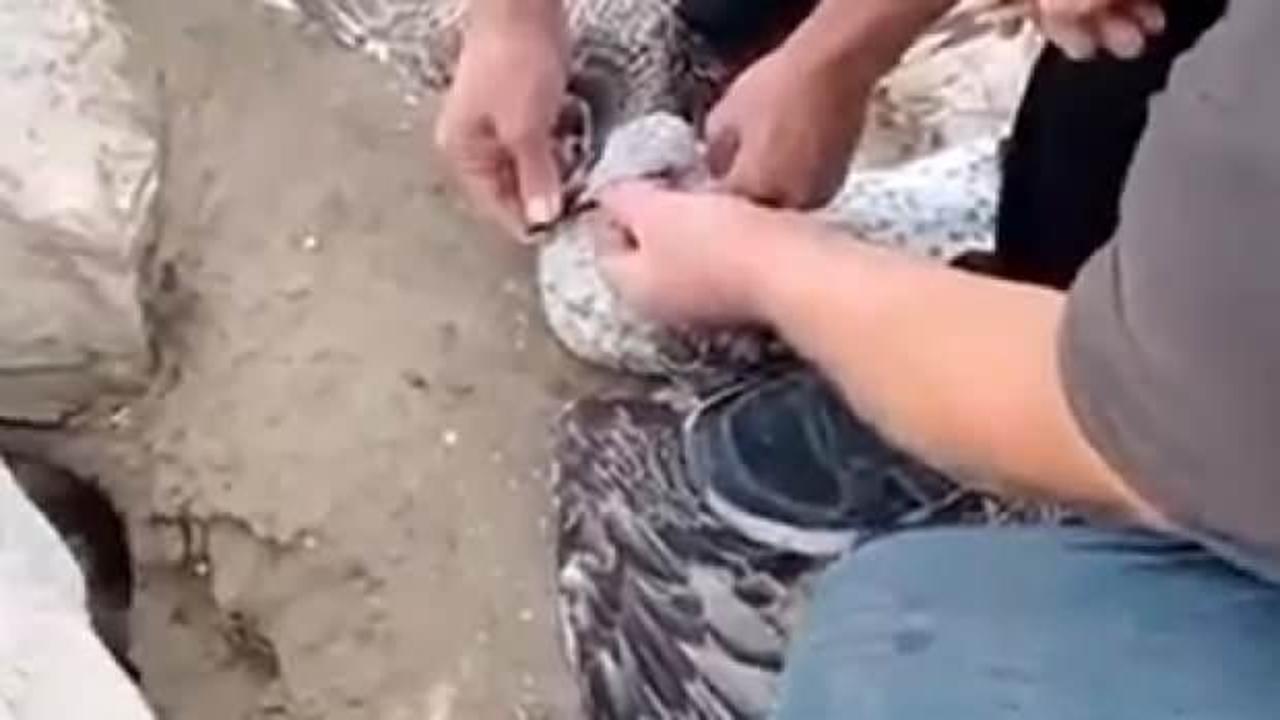 Yalova'da acemi balık&ccedil;ının oltasına balık yerine martı takıldı